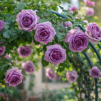 Ruža popínavá (Rosa rampicante) ´INDIGOLETTA´ - výška 10-20 cm, P11